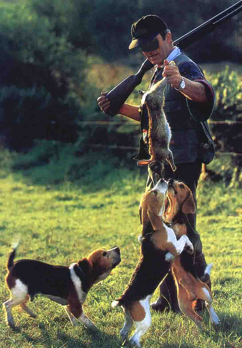 rencontre lapin chien